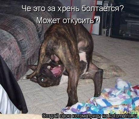 Котоматрица: Че это за хрень болтается? Может откусить?!