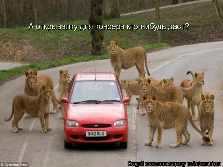 Котоматрица: А открывалку для консерв кто-нибудь даст?