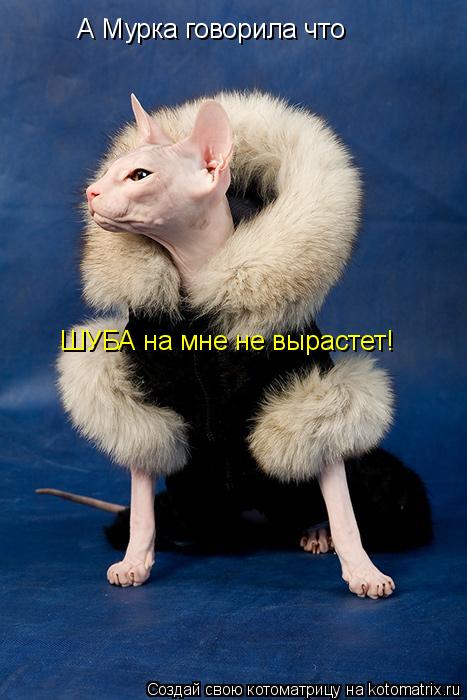 Котоматрица: А Мурка говорила что ШУБА на мне не вырастет!