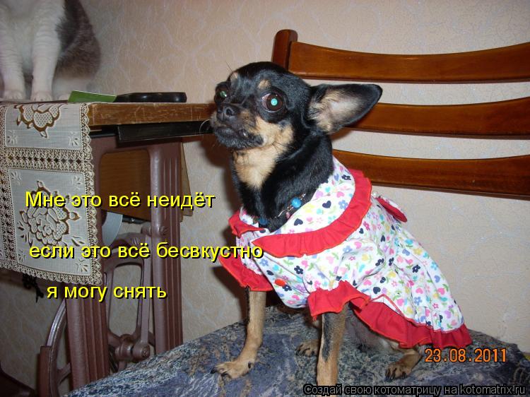 Котоматрица: Мне это всё неидёт  если это всё бесвкустно  я могу снять