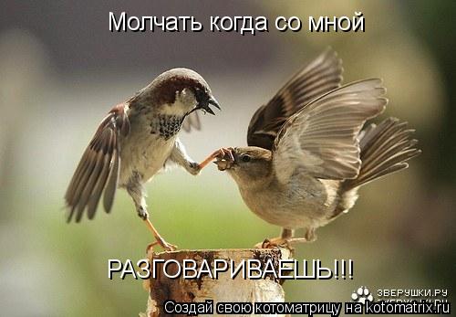 Котоматрица: Молчать когда со мной РАЗГОВАРИВАЕШЬ!!!