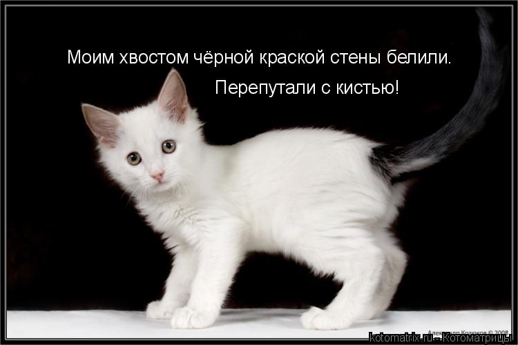 Котоматрица: Моим хвостом чёрной краской стены белили. Перепутали с кистью!