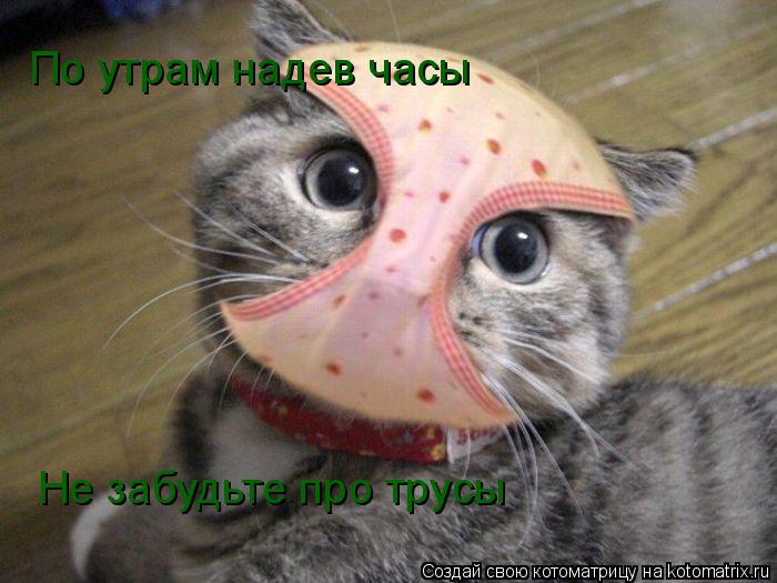 Котоматрица: По утрам надев часы Не забудьте про трусы