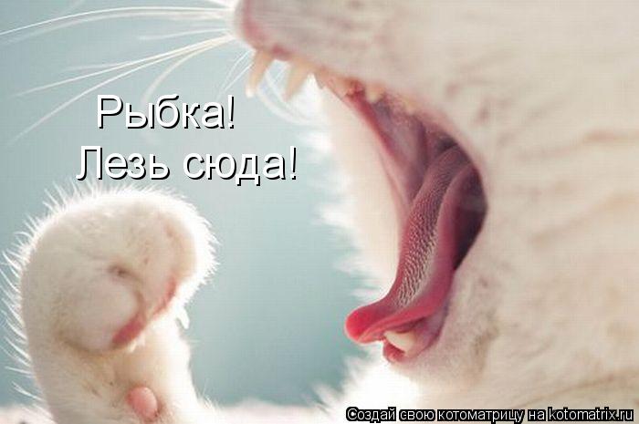 Котоматрица: Лезь сюда! Рыбка!