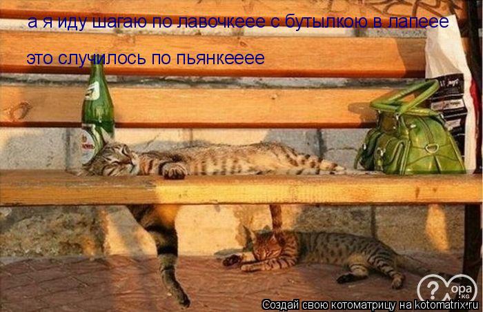 Котоматрица: а я иду шагаю по лавочкеее с бутылкою в лапеее это случилось по пьянкееее