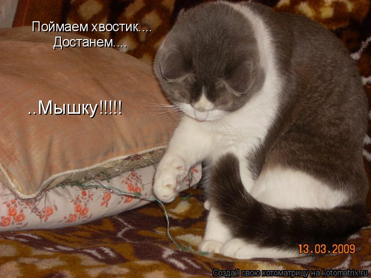 Котоматрица: Поймаем хвостик.... Достанем.... ..Мышку!!!!!