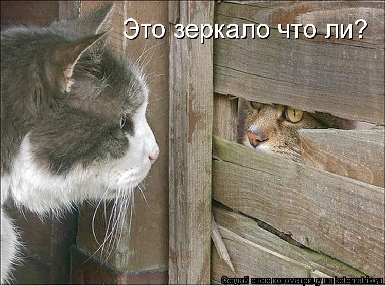Котоматрица: Это зеркало что ли?