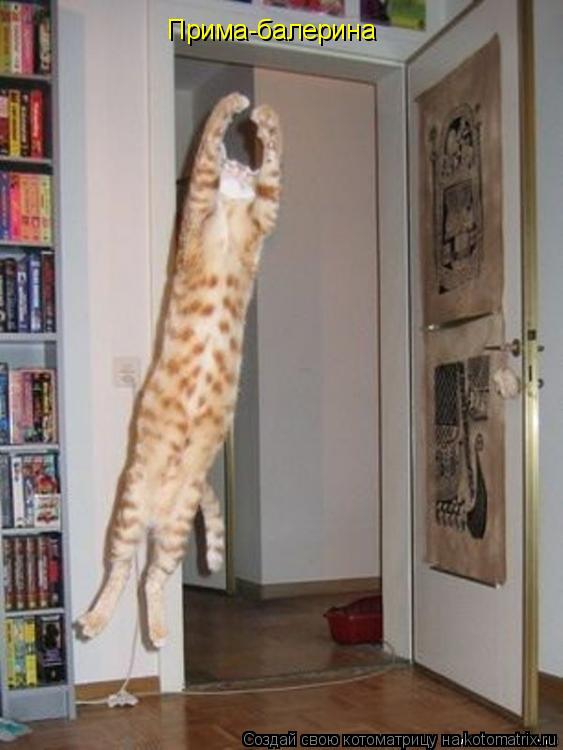Котоматрица: Прима-балерина
