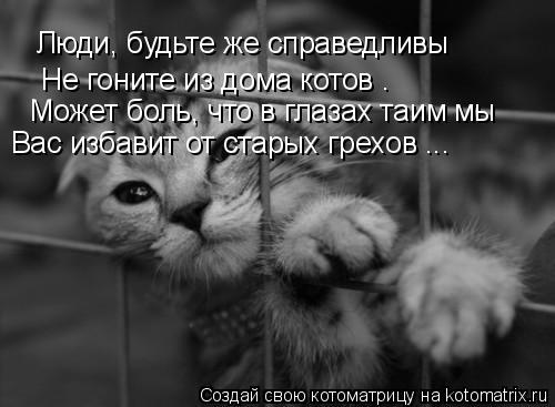 Котоматрица: Люди, будьте же справедливы  Не гоните из дома котов . Может боль, что в глазах таим мы Вас избавит от старых грехов ...