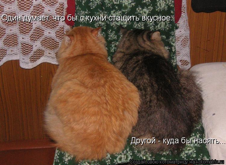 Котоматрица: Один думает, что бы с кухни стащить вкусное. Другой - куда бы насять...