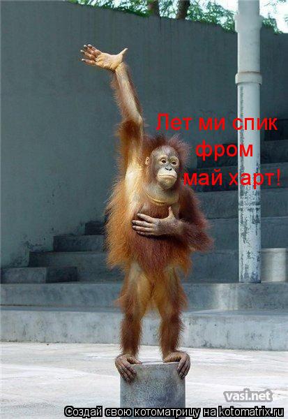 Котоматрица: Лет ми спик фром май харт!