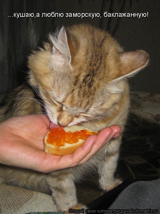 Котоматрица: ...кушаю,а люблю заморскую, баклажанную! ...кушаю,а люблю заморскую, баклажанную!