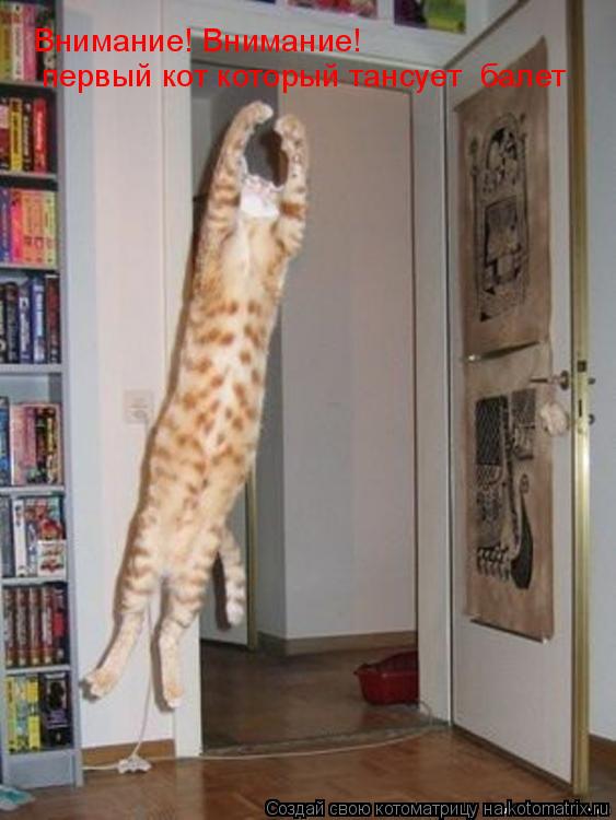 Котоматрица: Внимание! Внимание!  первый кот который тансует  балет