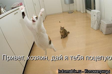 Котоматрица: Привет, хозяин, дай я тебя поцелую
