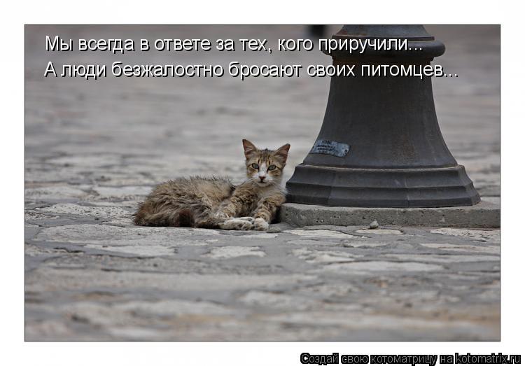 Котоматрица: Мы всегда в ответе за тех, кого приручили... А люди безжалостно бросают своих питомцев...