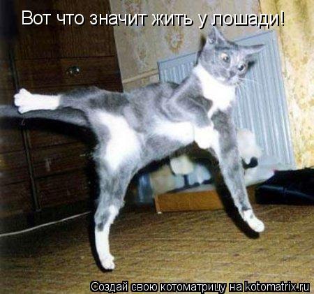 Котоматрица: Вот что значит жить у лошади!