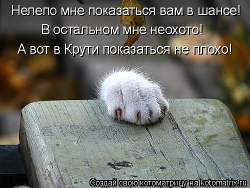 Котоматрица: Нелепо мне показаться вам в шансе! В остальном мне неохото! А вот в Крути показаться не плохо!