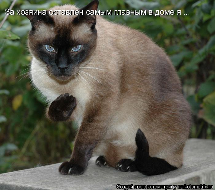 Котоматрица: За хозяина оставлен самым главным в доме я ...