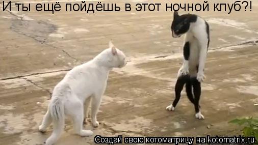 Котоматрица: И ты ещё пойдёшь в этот ночной клуб?!