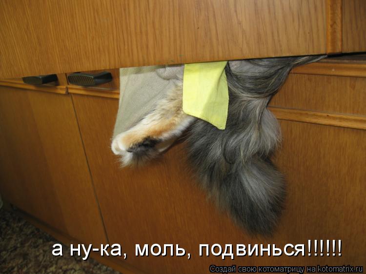 Котоматрица: а ну-ка, моль, подвинься!!!!!!