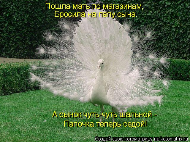 Котоматрица: Пошла мать по магазинам, Бросила на папу сына. А сынок чуть-чуть шальной -  Папочка теперь седой!