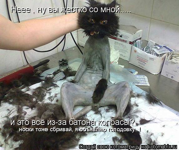 Неее , ну вы жестко со мной..... и это всё из-за батона колбасы? носки тоже сбривай, я объявляю голод... Котоматрица: Неее , ну вы жестко со мной..... и это всё из-за батона колбасы? носки тоже сбривай, я объявляю голодовку...!