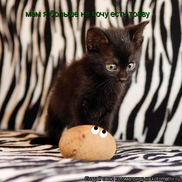 Котоматрица: мам я больше не хочу есть траву
