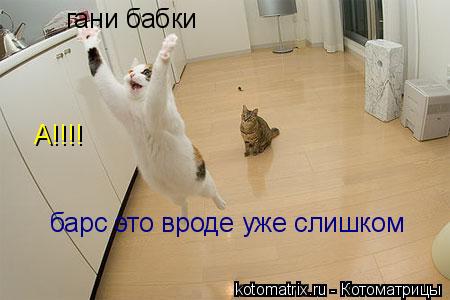 Котоматрица: гани бабки А!!!! барс это вроде уже слишком