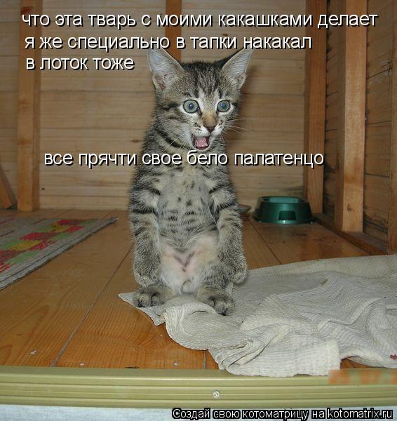 Котоматрица: что эта тварь с моими какашками делает я же специально в тапки накакал в лоток тоже все прячти свое бело палатенцо