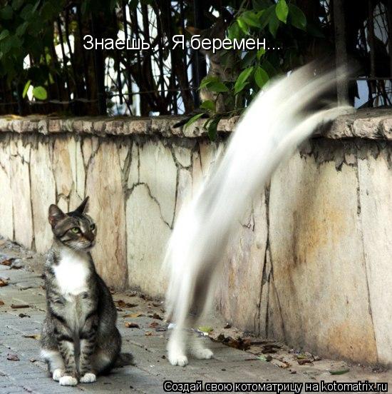 Котоматрица: Знаешь... Я беремен...
