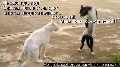 Котоматрица: Не ходи туда,друг! Они там мясо в огонь суют, а потом кетчупом пачкают... с горчицей! Меня прям корёжит всего!!!