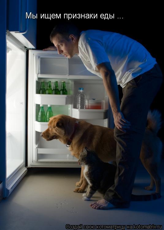 Котоматрица: Мы ищем признаки еды ...