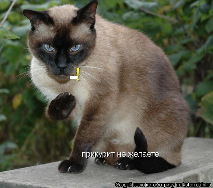 Котоматрица: - ! прикурит не желаете