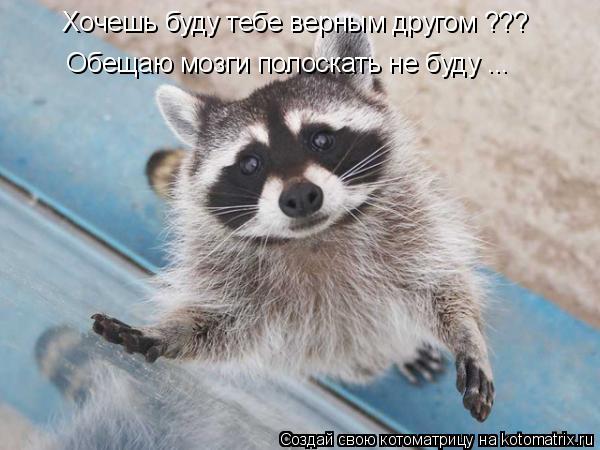 Котоматрица: Хочешь буду тебе верным другом ???  Обещаю мозги полоскать не буду ...
