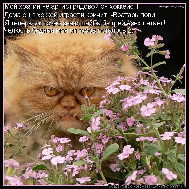 Котоматрица: Мой хозяин не артист,рядовой он хоккеист!  Дома он в хоккей играет,и кричит: -Вратарь,лови! Я теперь уж точно знаю,шайба бытрей всех летает! Че