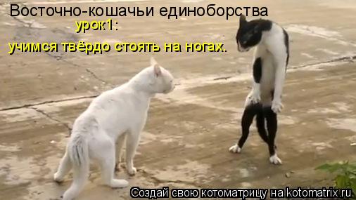 Котоматрица: Восточно-кошачьи единоборства урок1:  учимся твёрдо стоять на ногах.
