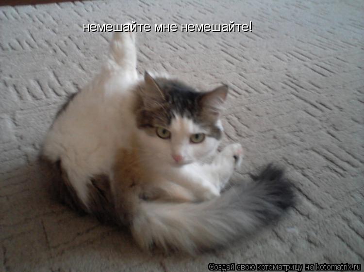 Котоматрица: немешайте мне немешайте!