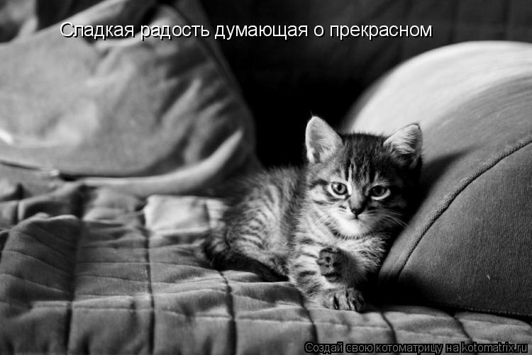 Котоматрица: Сладкая радость думающая о прекрасном