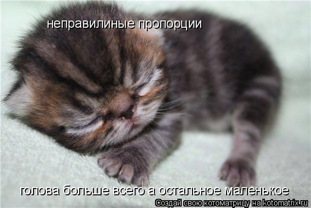 Котоматрица: неправилиные пропорции  голова больше всего а остальное маленькое