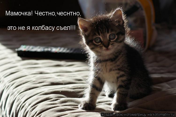 Котоматрица: Мамочка! Честно,чеснтно, это не я колбасу съел!!!