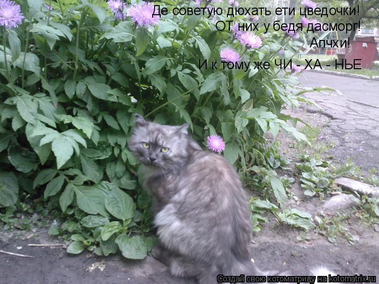 Котоматрица: Де советую дюхать ети цведочки! ОТ них у бедя дасморг! Апчхи! И к тому же ЧИ - ХА - НЬЕ