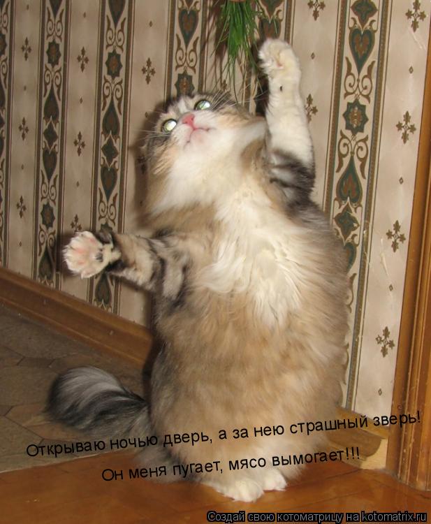 Котоматрица: Он меня пугает, мясо вымогает!!! Открываю ночью дверь, а за нею страшный зверь!