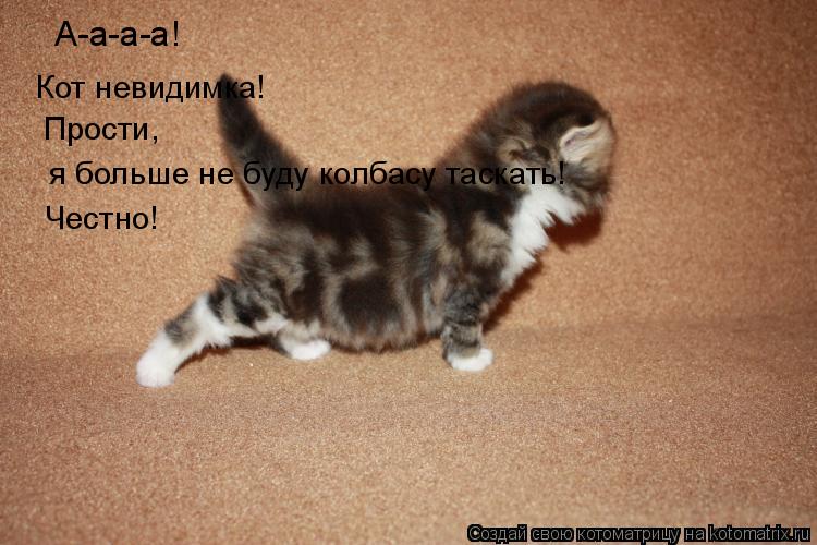 Котоматрица: А-а-а-а! Кот невидимка! Прости, я больше не буду колбасу таскать! Честно!