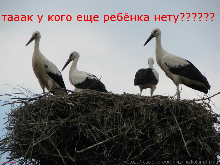 Котоматрица: тааак у кого еще ребёнка нету??????