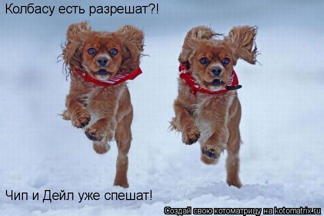 Котоматрица: Колбасу есть разрешат?! Чип и Дейл уже спешат!