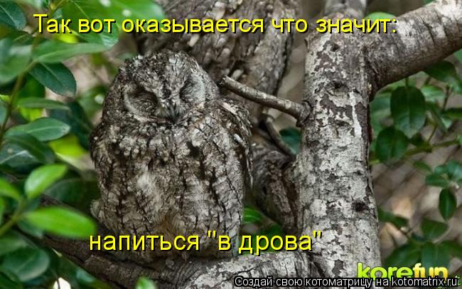Котоматрица: Так вот оказывается что значит: напиться "в дрова"