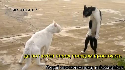Котоматрица: че стоиш?  да вот хотел перед поездом проскочить