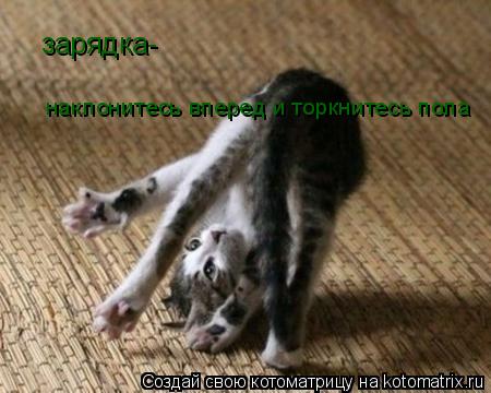 Котоматрица: зарядка- наклонитесь вперед и торкнитесь пола