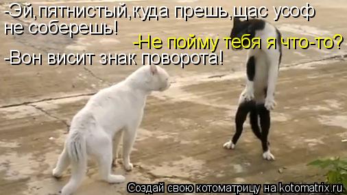 Котоматрица: -Эй,пятнистый,куда прешь,щас усоф  не соберешь! -Не пойму тебя я что-то? -Вон висит знак поворота!