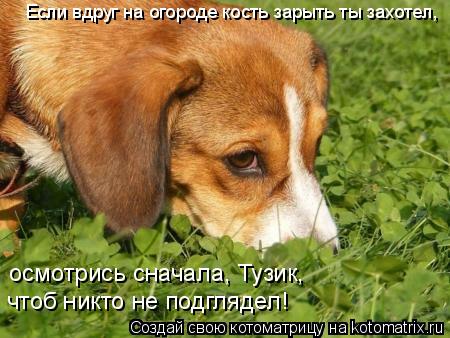 Котоматрица: Если вдруг на огороде кость зарыть ты захотел, осмотрись сначала, Тузик,  чтоб никто не подглядел!